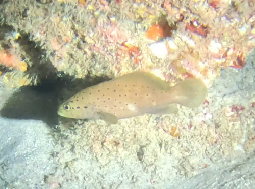 Gevlekte zeepvis (Rypticus subbifrenatus) — Serranidae