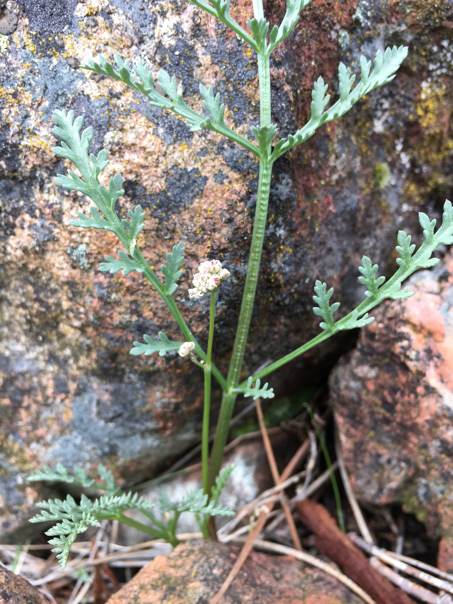 Lomatium tracyi
