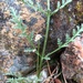 Tracy's Lomatium - Photo (c) Matt Berger, some rights reserved (CC BY), uploaded by Matt Berger