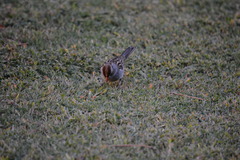 Zonotrichia leucophrys