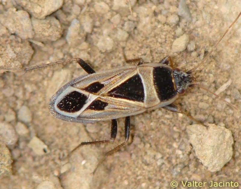 Xanthochilus