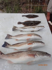 Paralichthys lethostigma