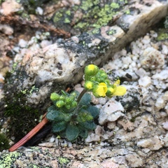 Draba howellii