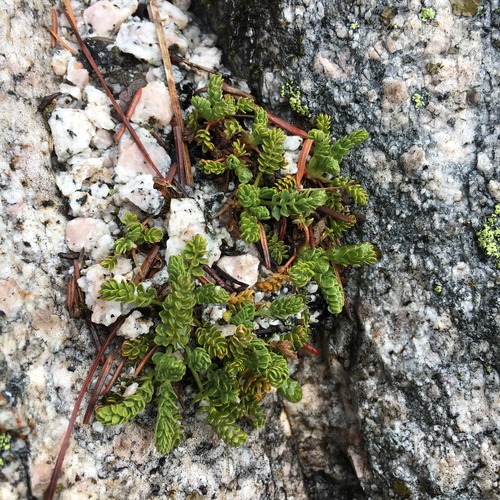 Image of Ivesia longibracteata by (c) Matt Berger, some rights reserved (CC BY)