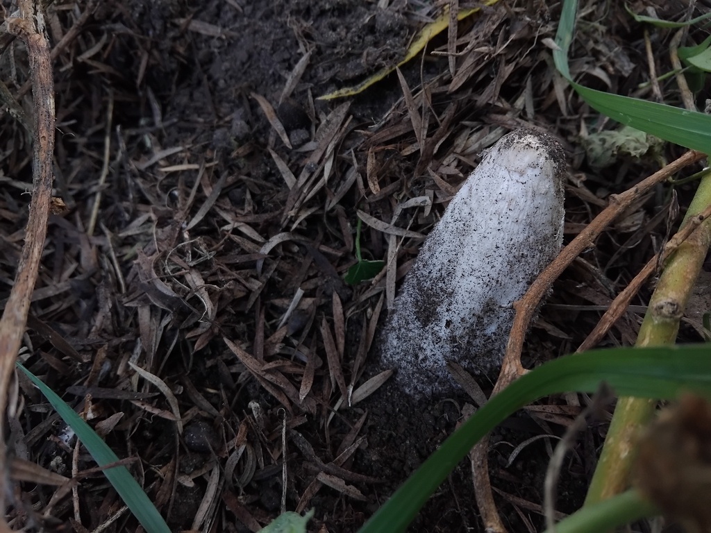 Coprinus comatus · June 2025 · photo: © sofiazed1 (iNaturalist, cc-by)