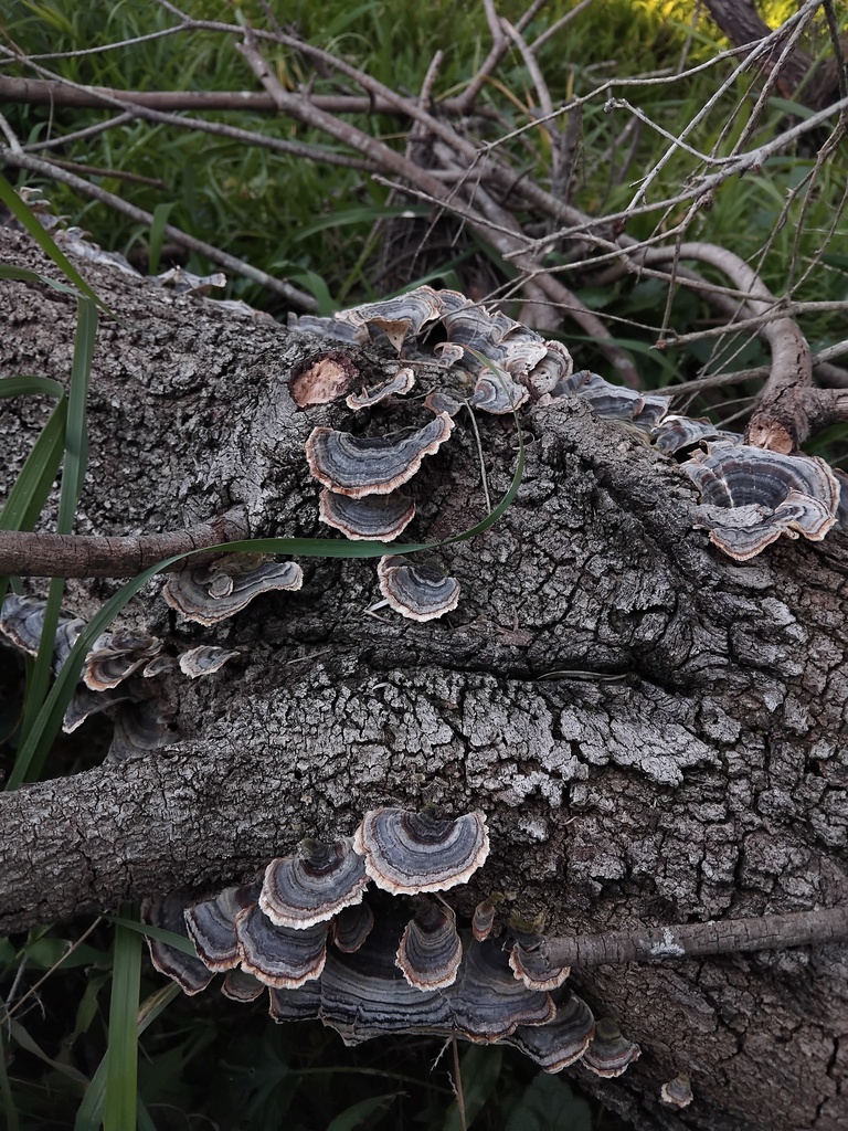 Trametes versicolor · June 2025 · photo: © sofiazed1 (iNaturalist, cc-by)
