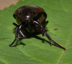 Hydrophilus triangularis