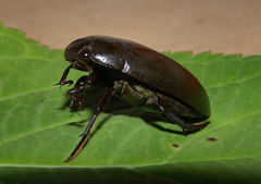 Hydrophilus triangularis