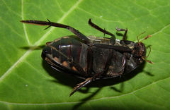 Hydrophilus triangularis