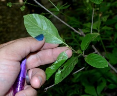 Frangula caroliniana