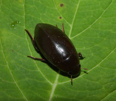 Hydrophilus triangularis