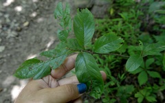 Frangula caroliniana