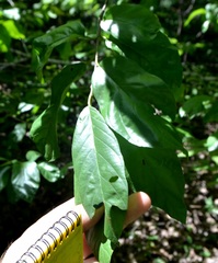 Frangula caroliniana