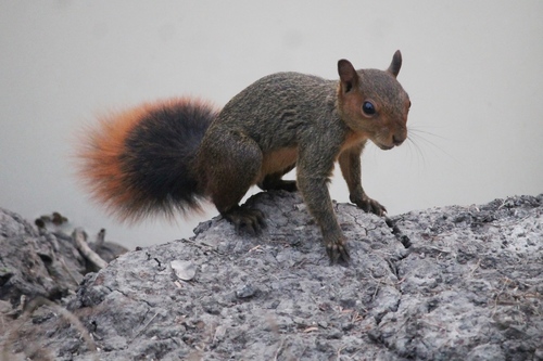Southern Amazon Red Squirrel