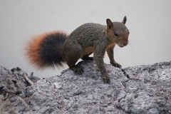 Sciurus spadiceus