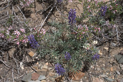 Lupinus nevadensis