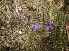 Lobelia anatina