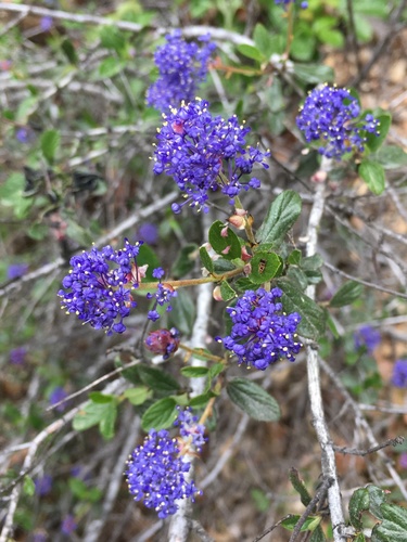 Lemmon's ceanothus (Ceanothus lemmonii)