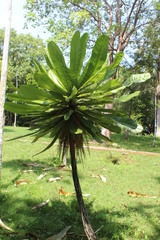 Clavija domingensis
