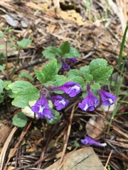 Scutellaria tuberosa