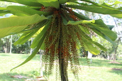 Clavija domingensis