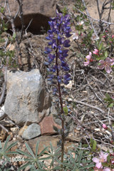Lupinus nevadensis