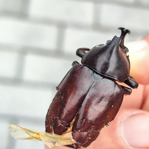 Siamese Rhinoceros Beetle