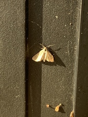 Phryganidia californica