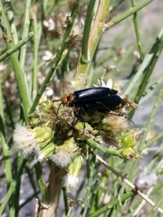 Lytta vulnerata