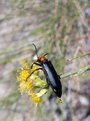 Lytta vulnerata