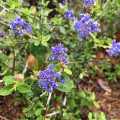 Ceanothus lemmonii