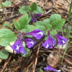 Scutellaria tuberosa