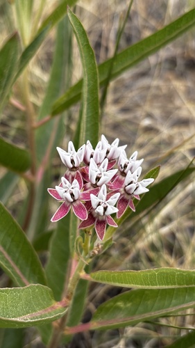 Hall's milkweed (Asclepias hallii)