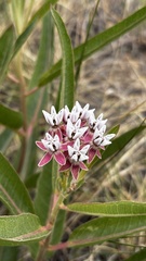Asclepias hallii, photograph (c) Brad Grimm, some rights reserved (CC BY)