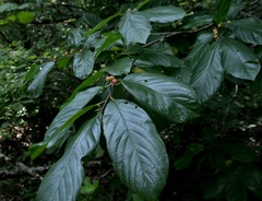 Frangula caroliniana