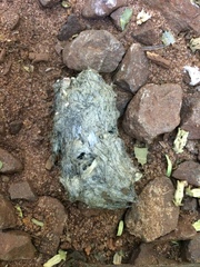 Pulsatrix perspicillata