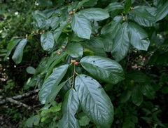 Frangula caroliniana