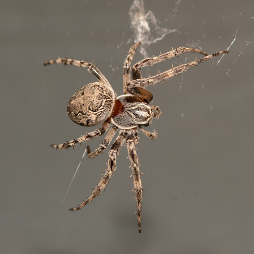 Grey Cross Spider, photo 6 of 9