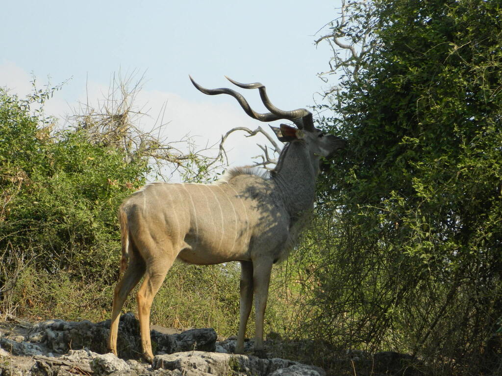 Tragelaphus strepsiceros strepsiceros, Chobe, Botswana, by Christine Rand