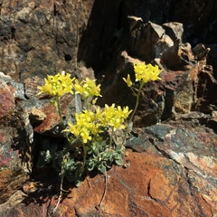 Draba howellii