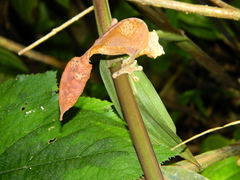 Uroplatus phantasticus
