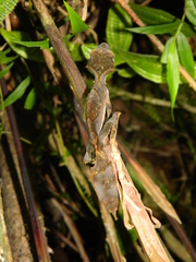 Uroplatus phantasticus