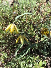 Fritillaria glauca