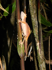 Uroplatus phantasticus