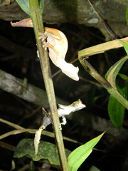 Uroplatus phantasticus