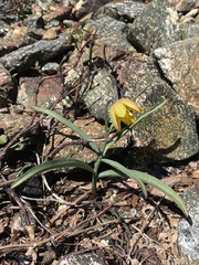 Fritillaria glauca