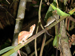 Uroplatus phantasticus