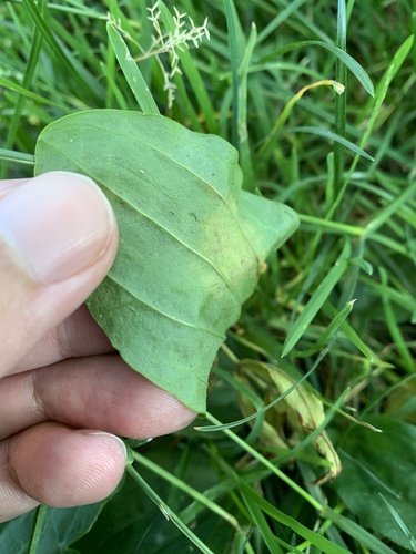 Peronospora alta observed 2025-06-28