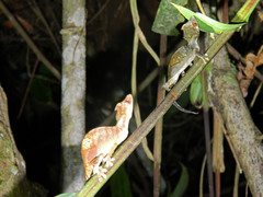 Uroplatus phantasticus