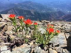 Castilleja brevilobata